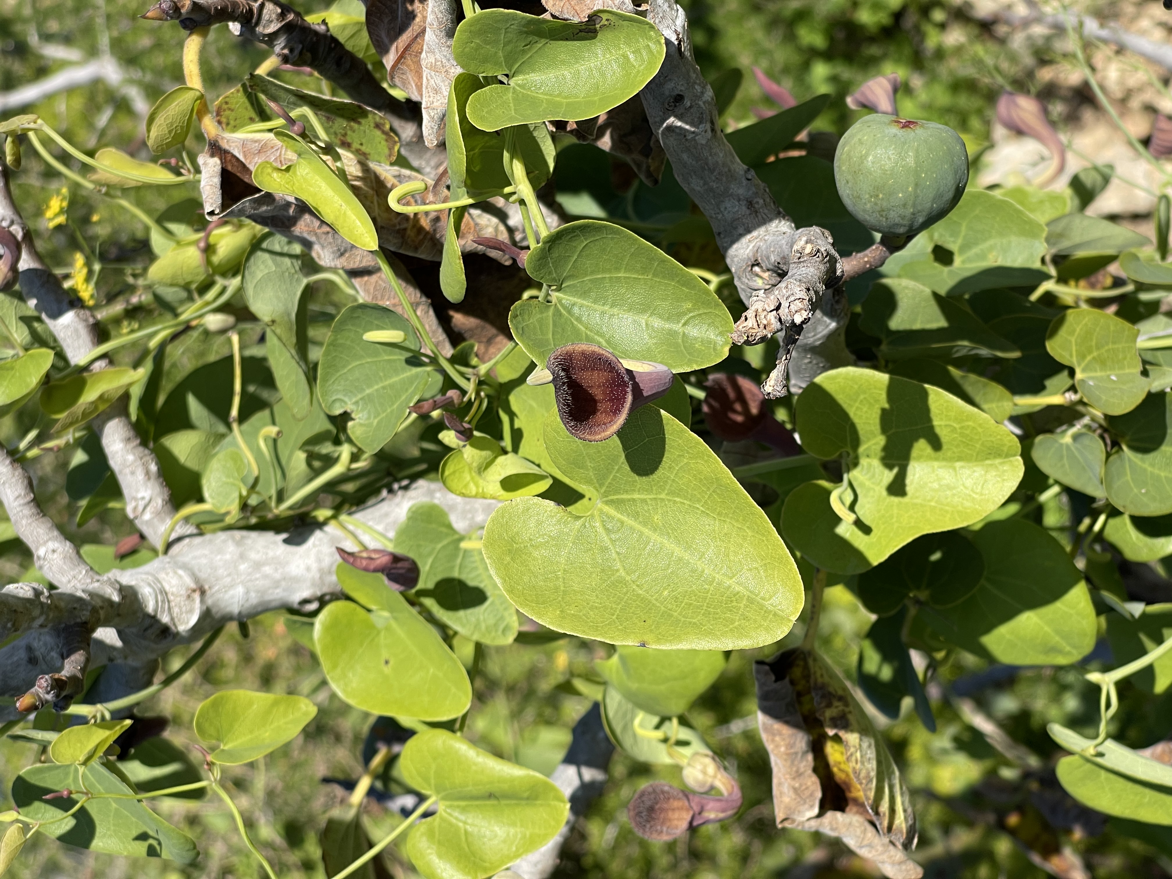 Aristolochia baetica 