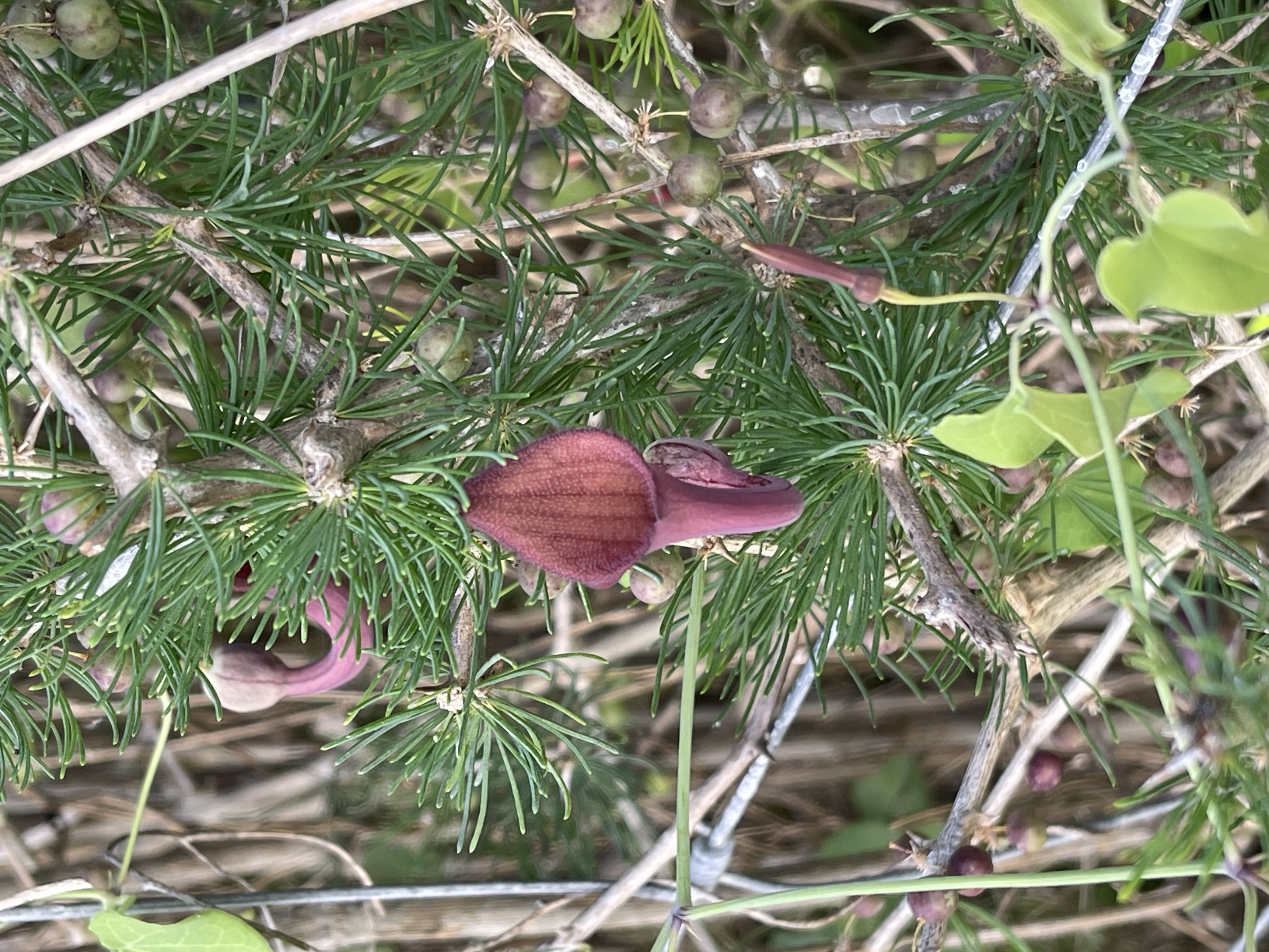 Aristolochia baetica 