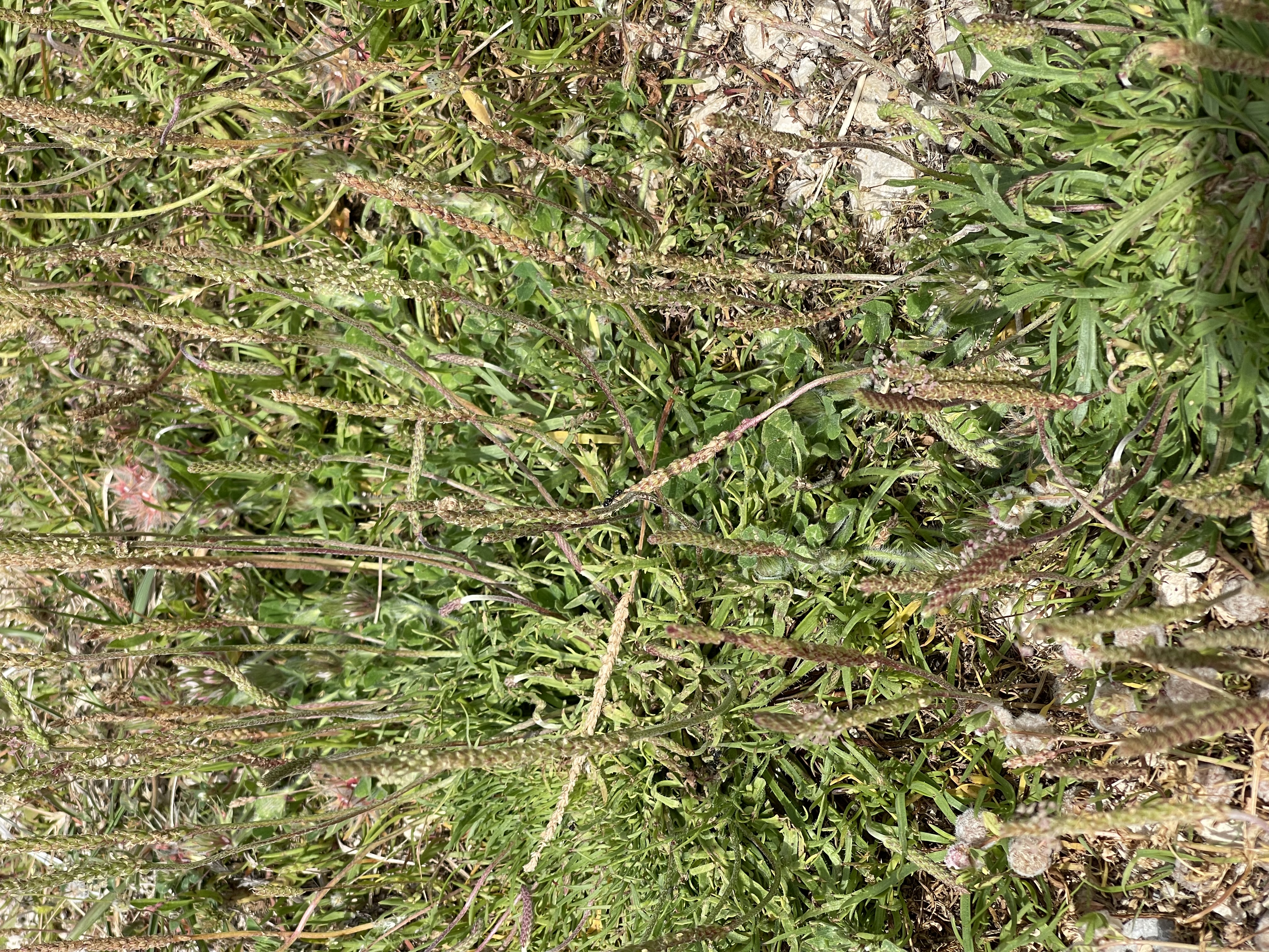 Plantago coronopus 