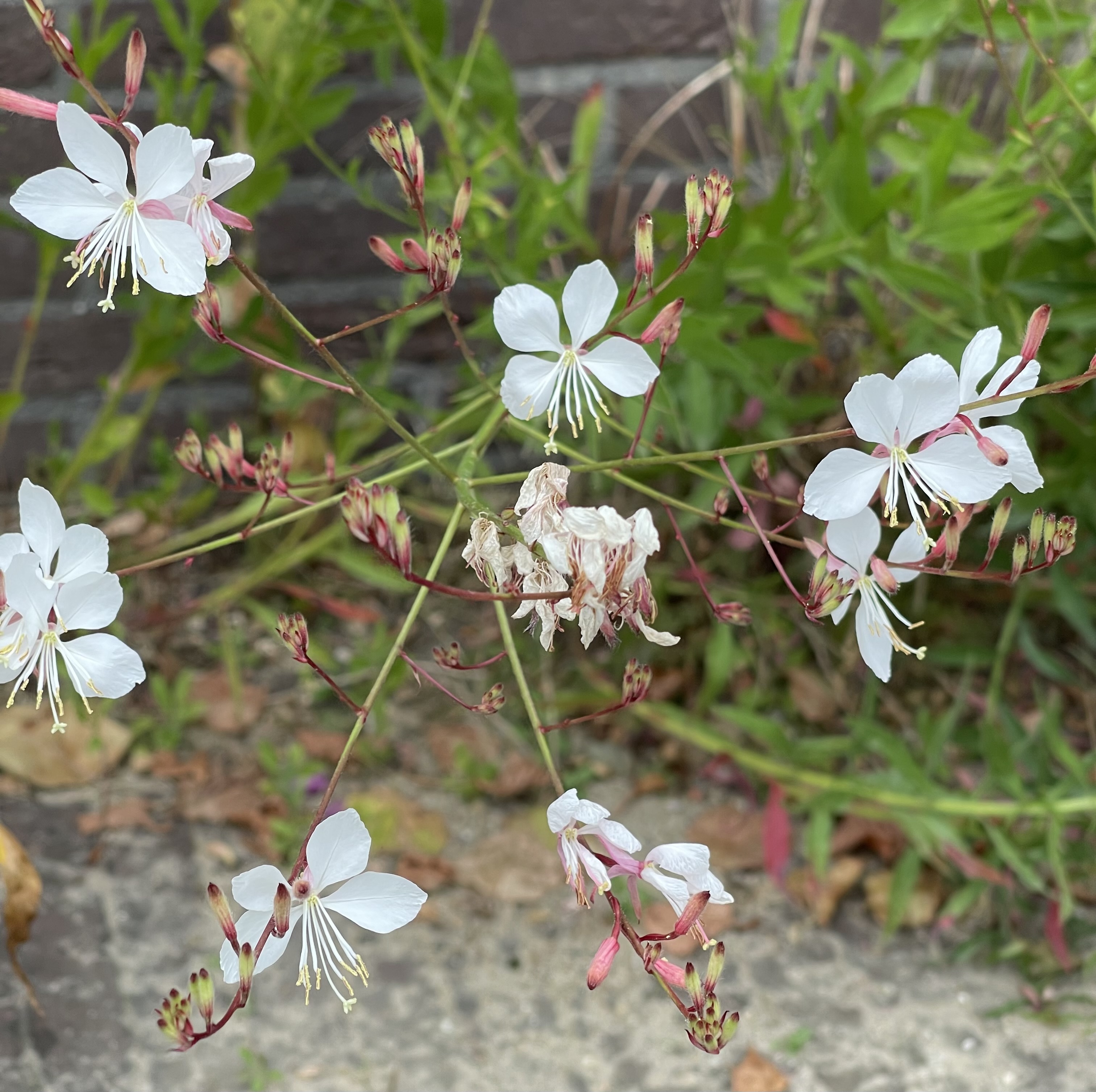 Gaura lindheimeri Sparkle White