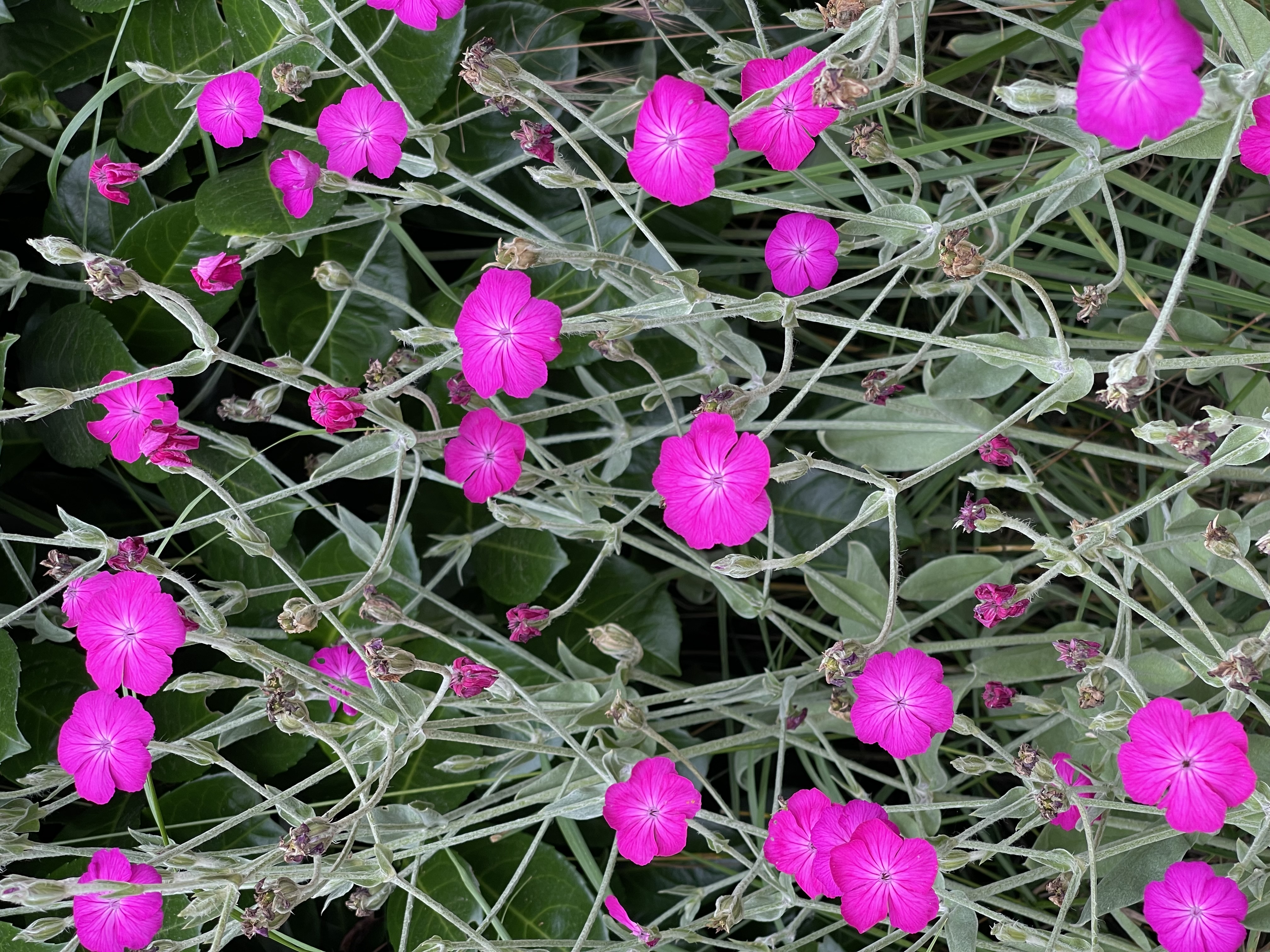 Lychnis coronaria