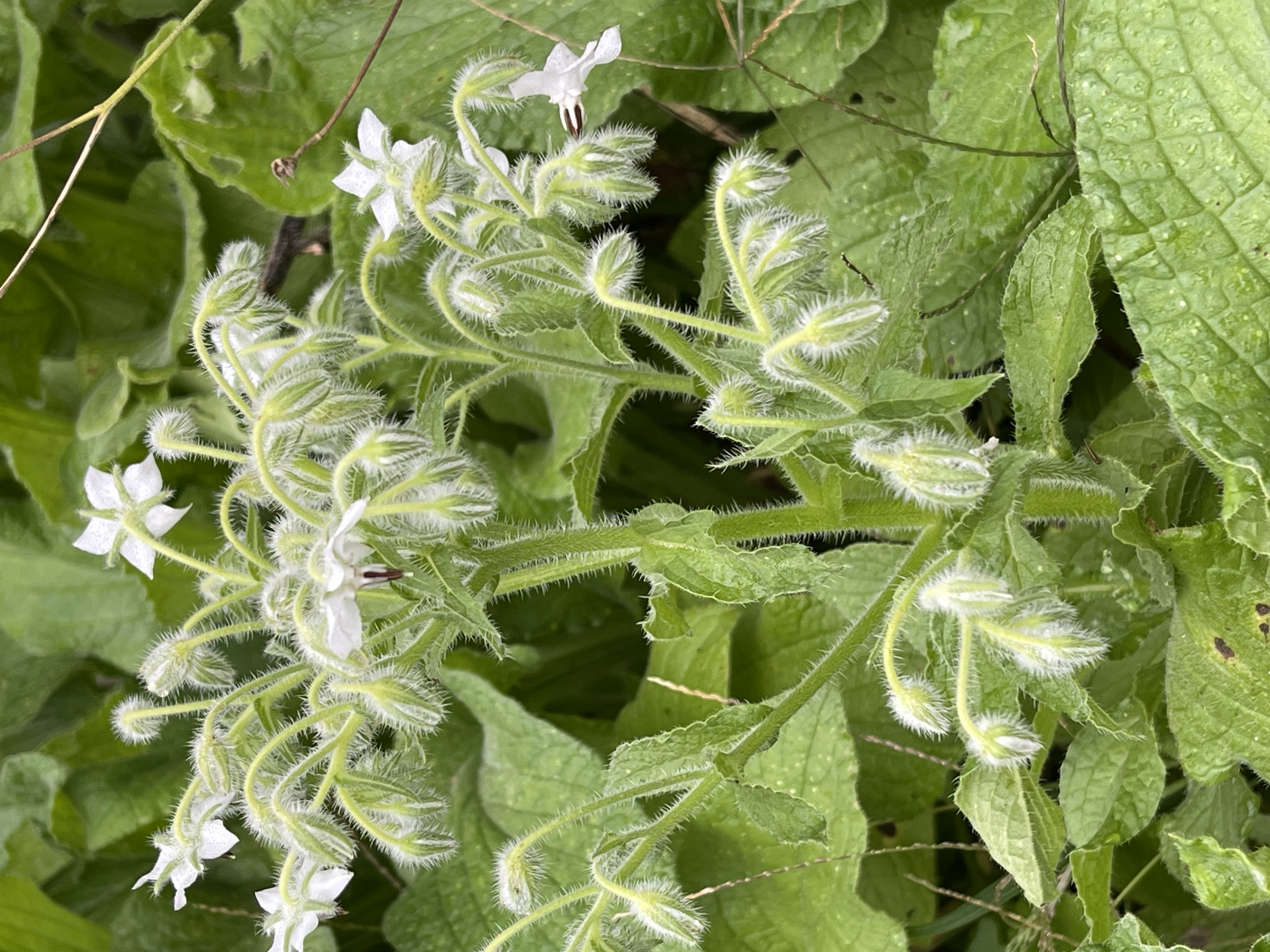 Borago officinalis Alba