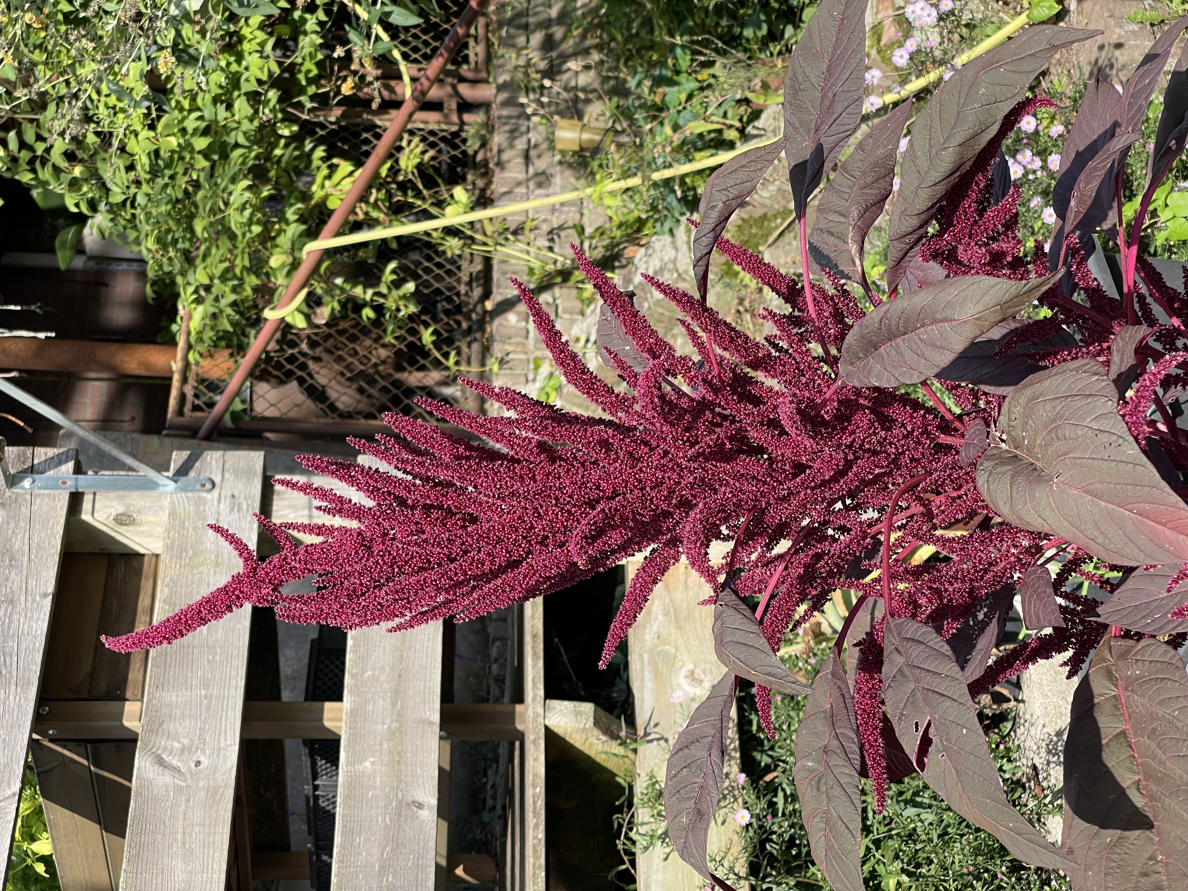 Amaranthus cruentus Red Spike