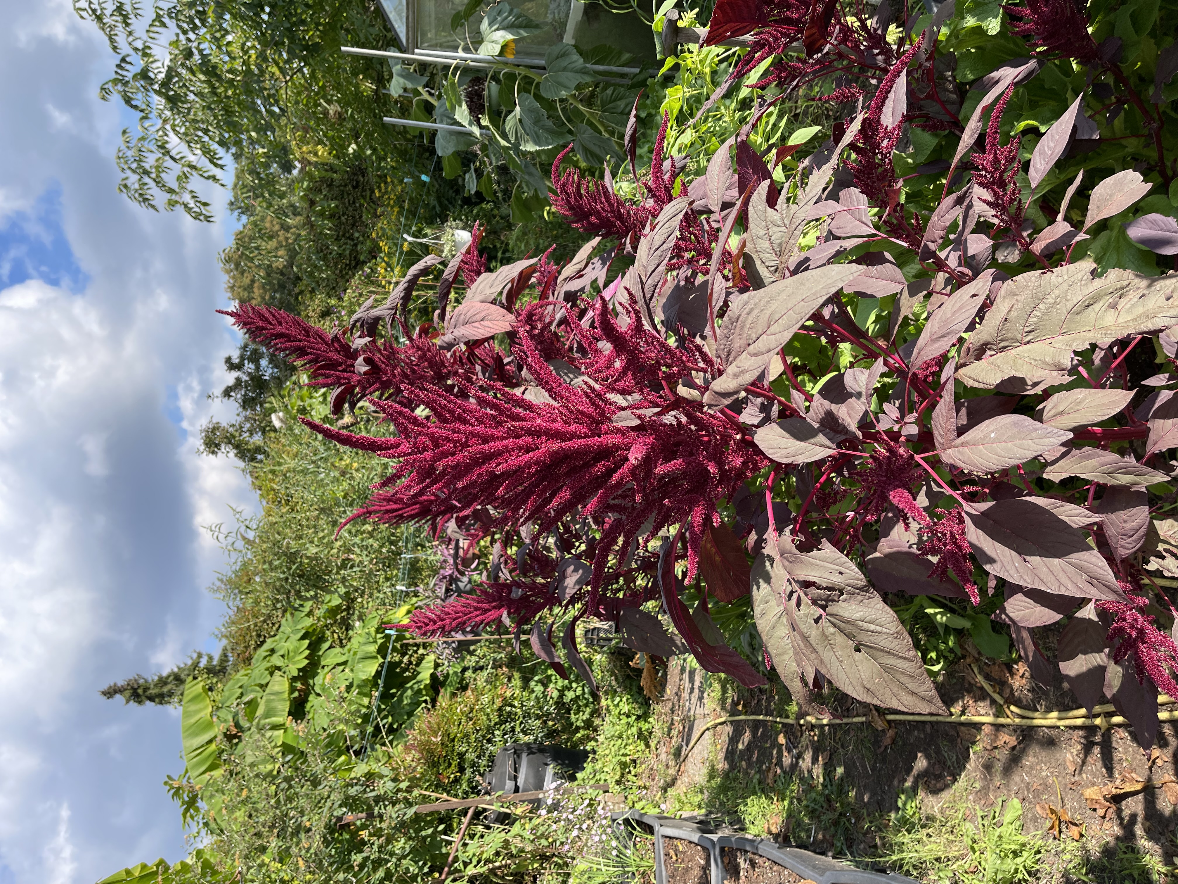 Amaranthus cruentus Red Spike