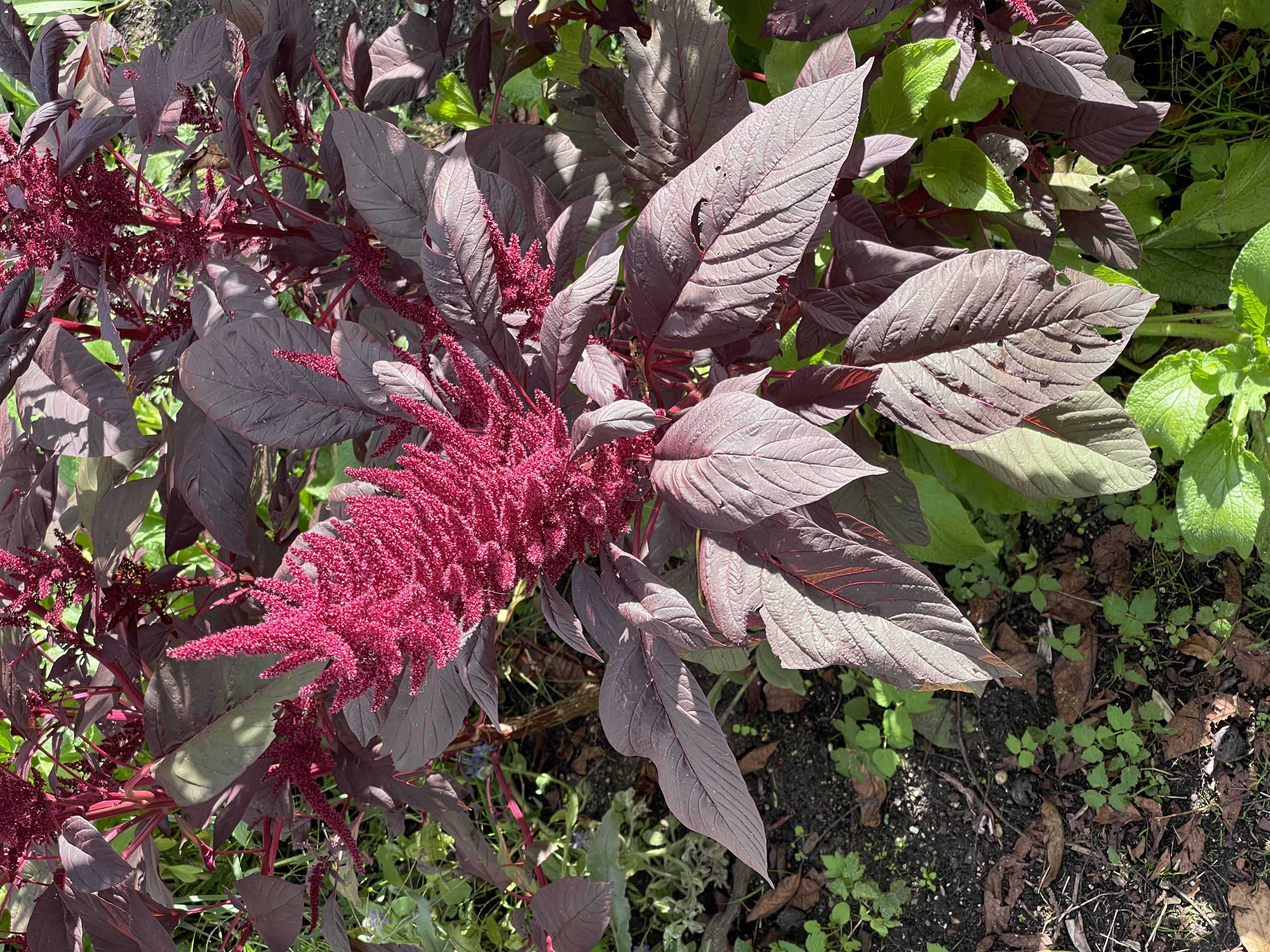 Amaranthus cruentus Red Spike