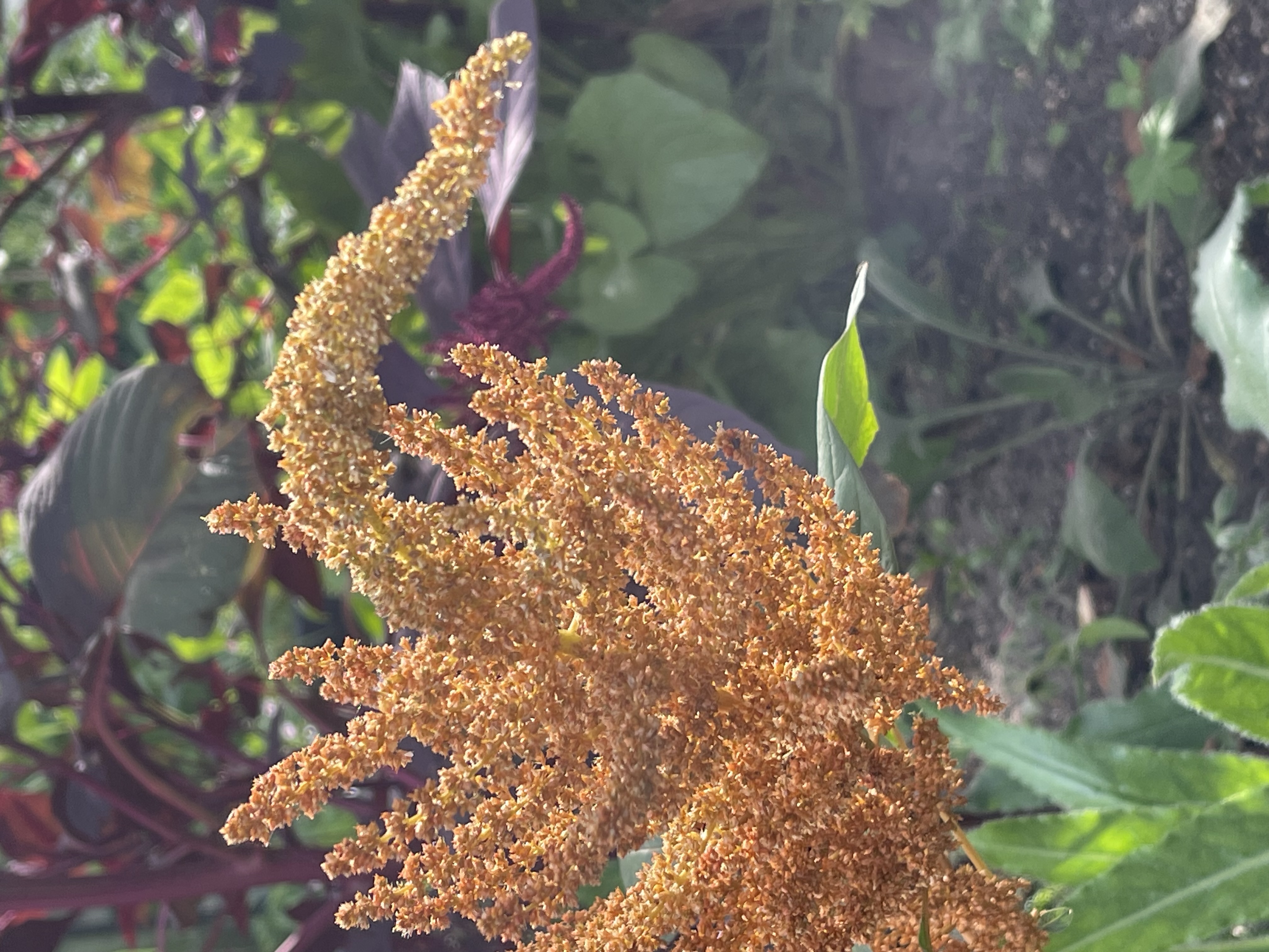 Amaranthus cruentus Hot Biscuits