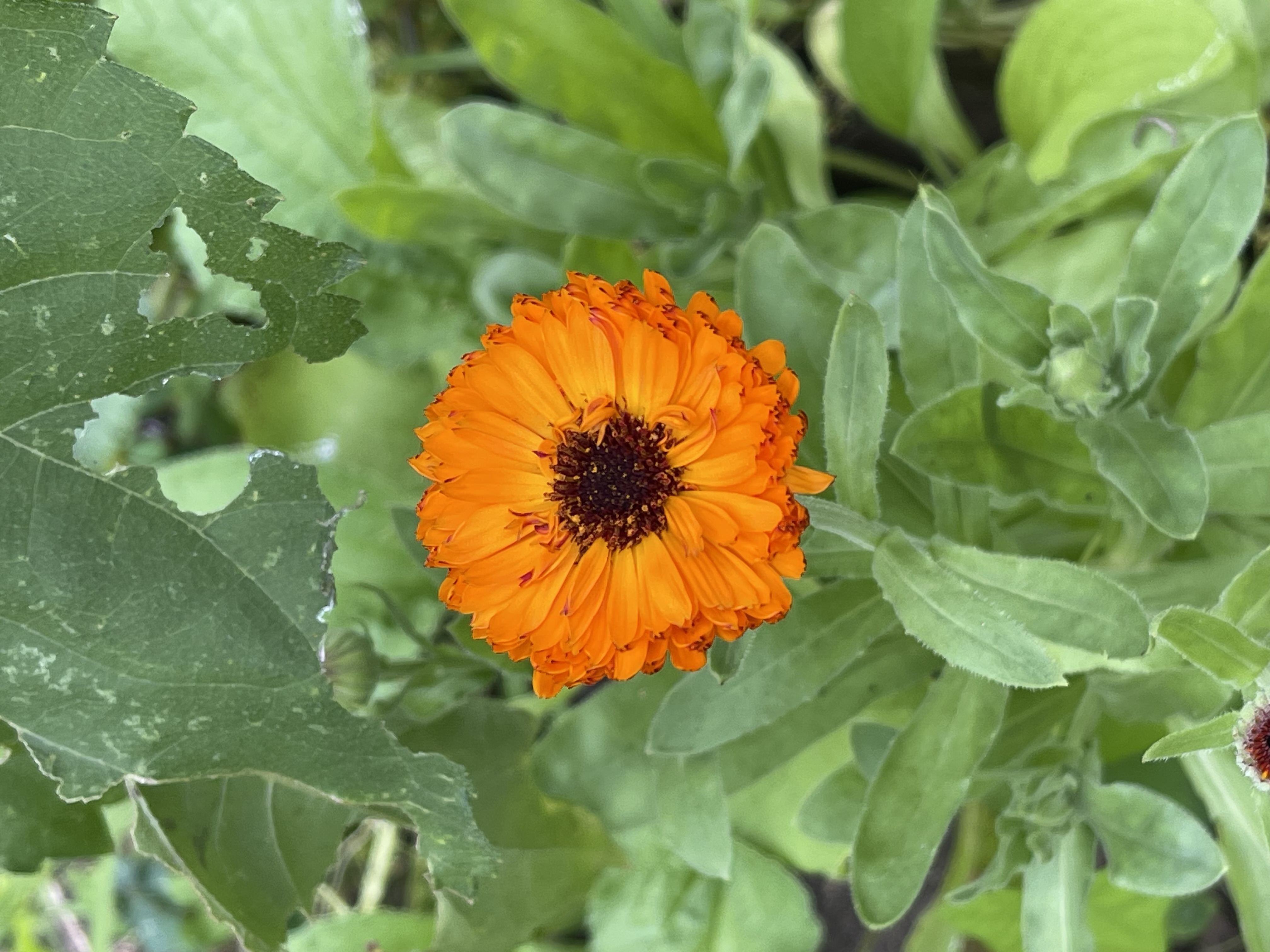 Calendula officinalis Indian Prince