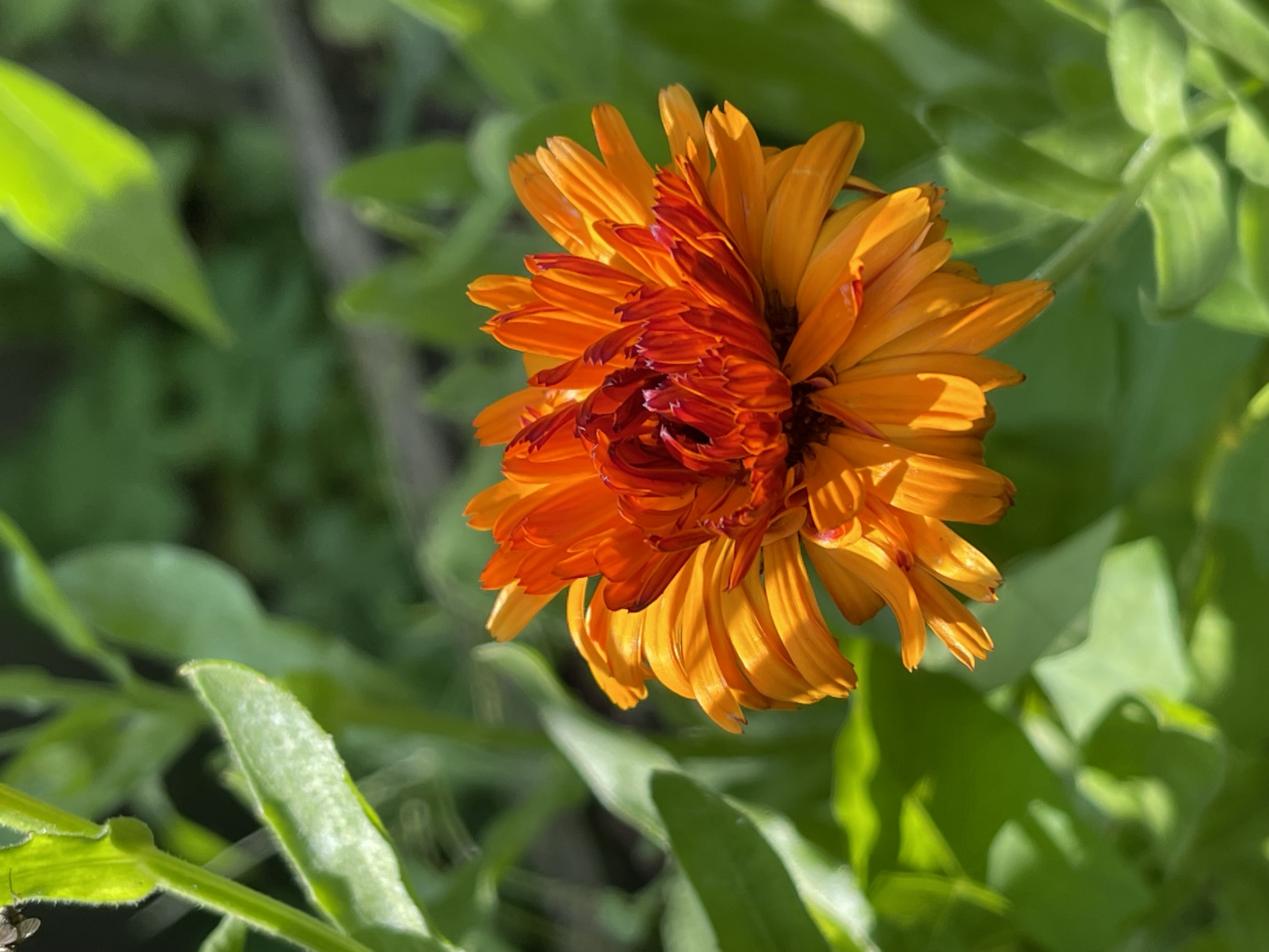 Calendula officinalis Indian Prince