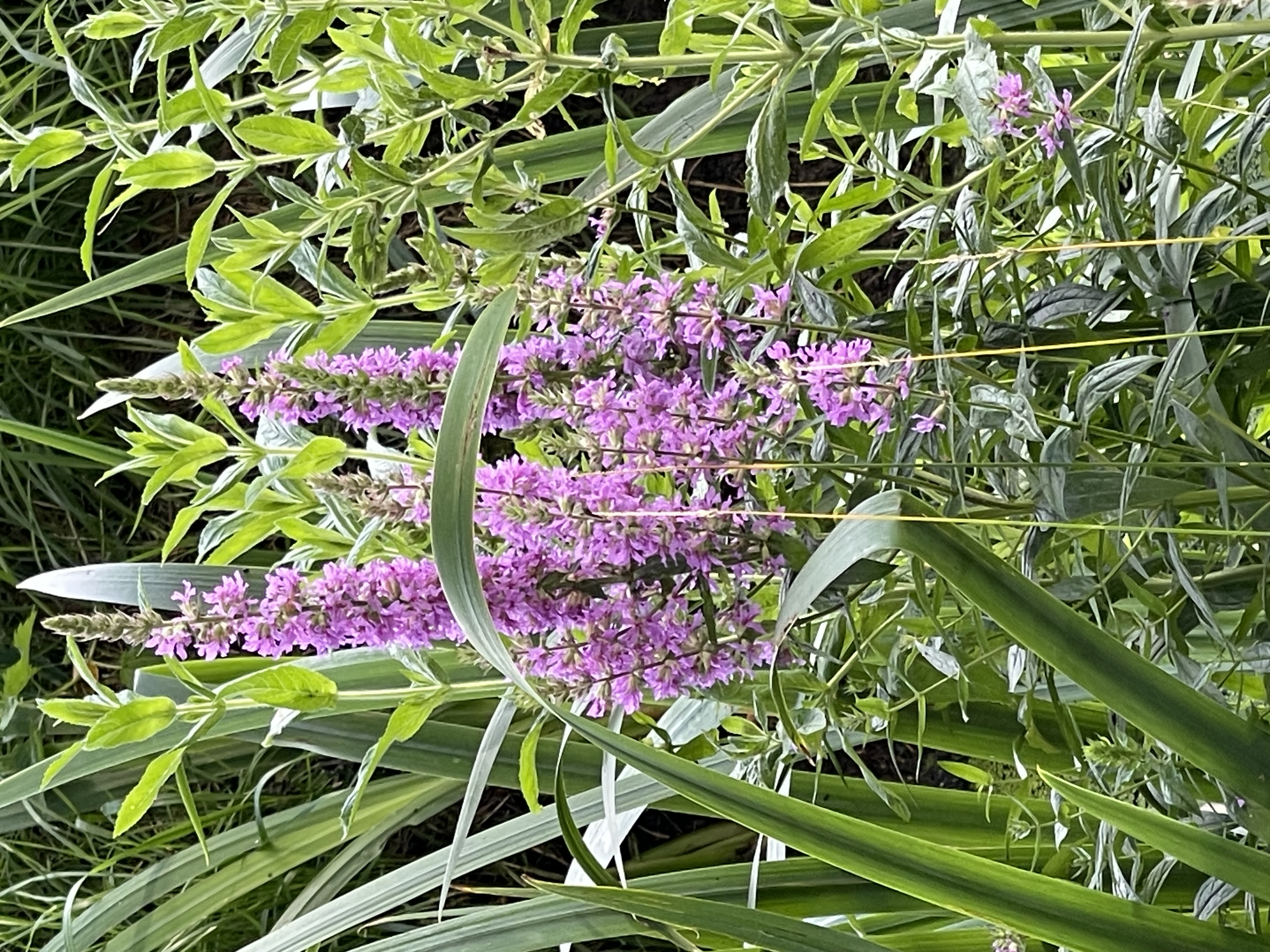 Lythrum salicaria Rosy Gem