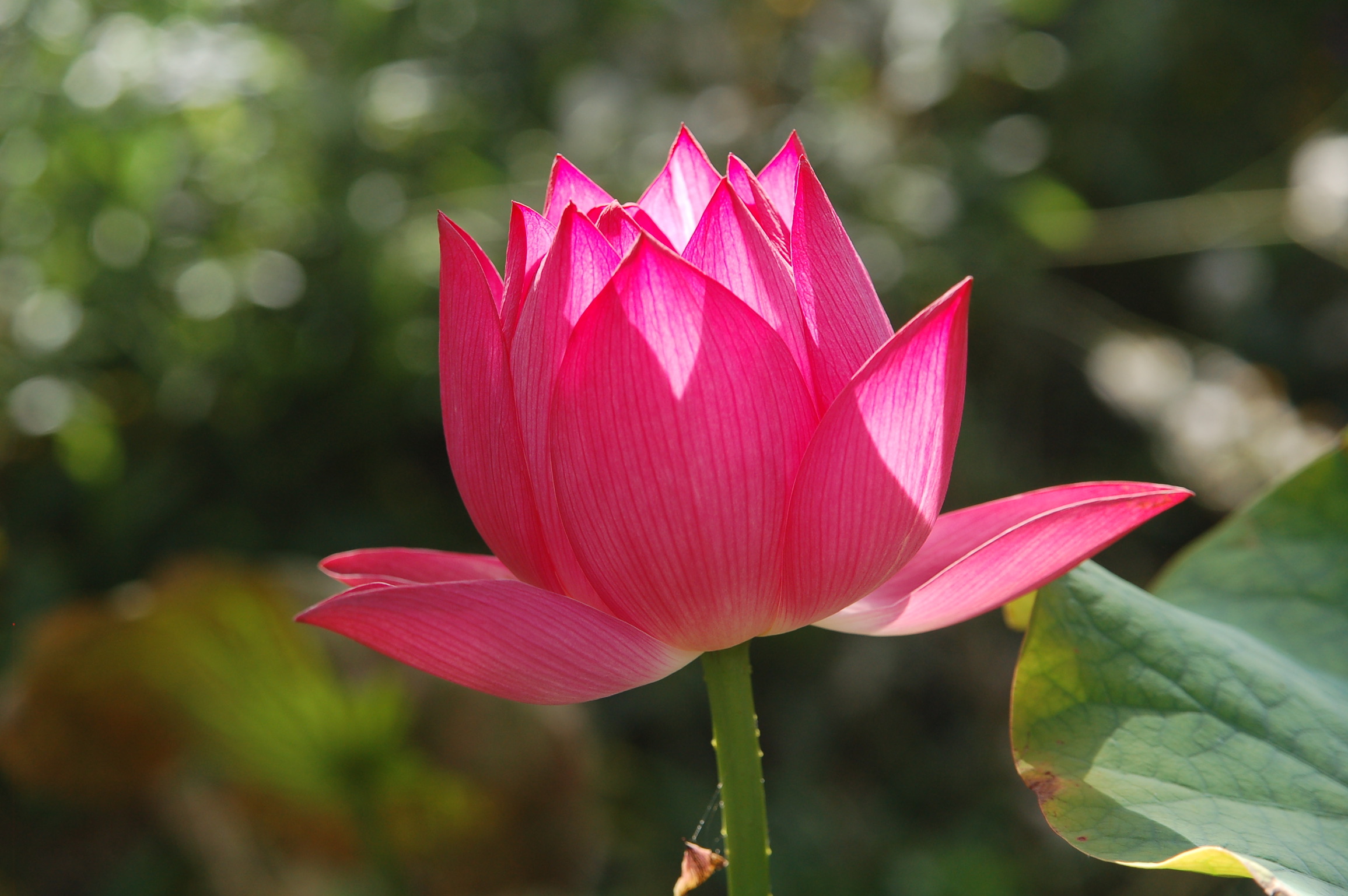 Nelumbo nucifera met rode bloemen