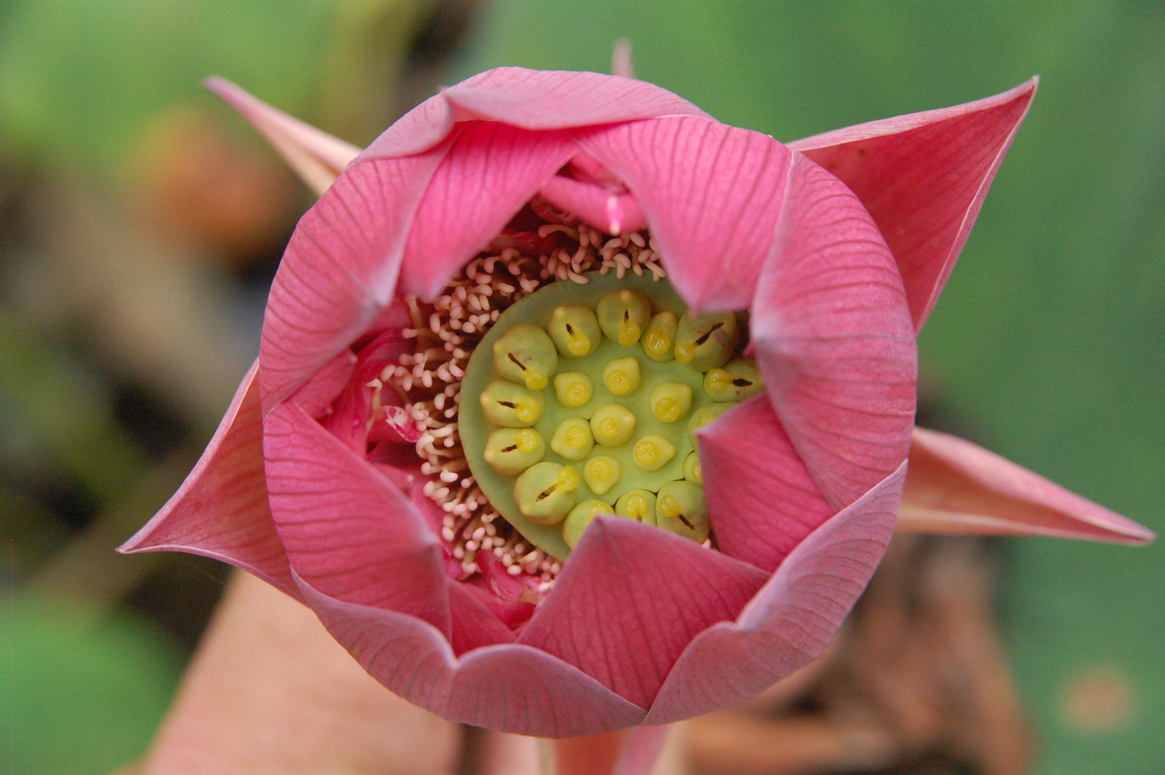 Nelumbo nucifera met rode bloemen