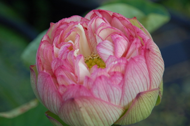 Nelumbo nucifera Ling Long