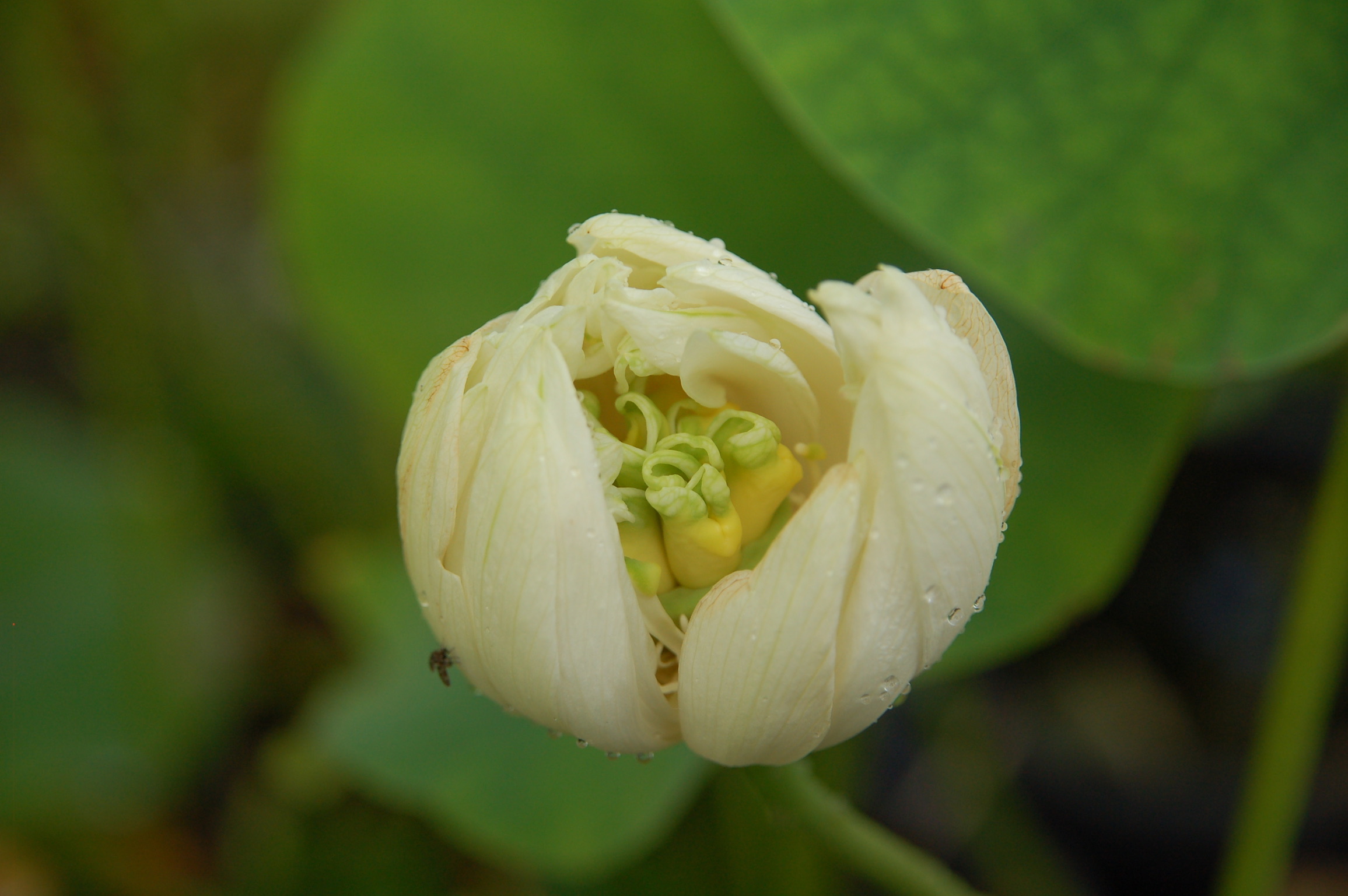 Nelumbo nucifera Mu Dan Lian