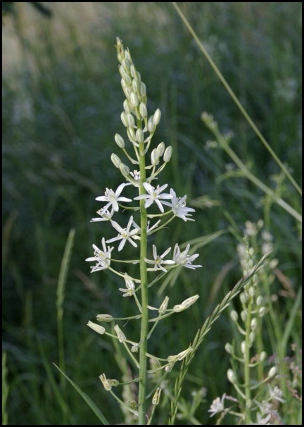Ornithogalum pyrenaicum