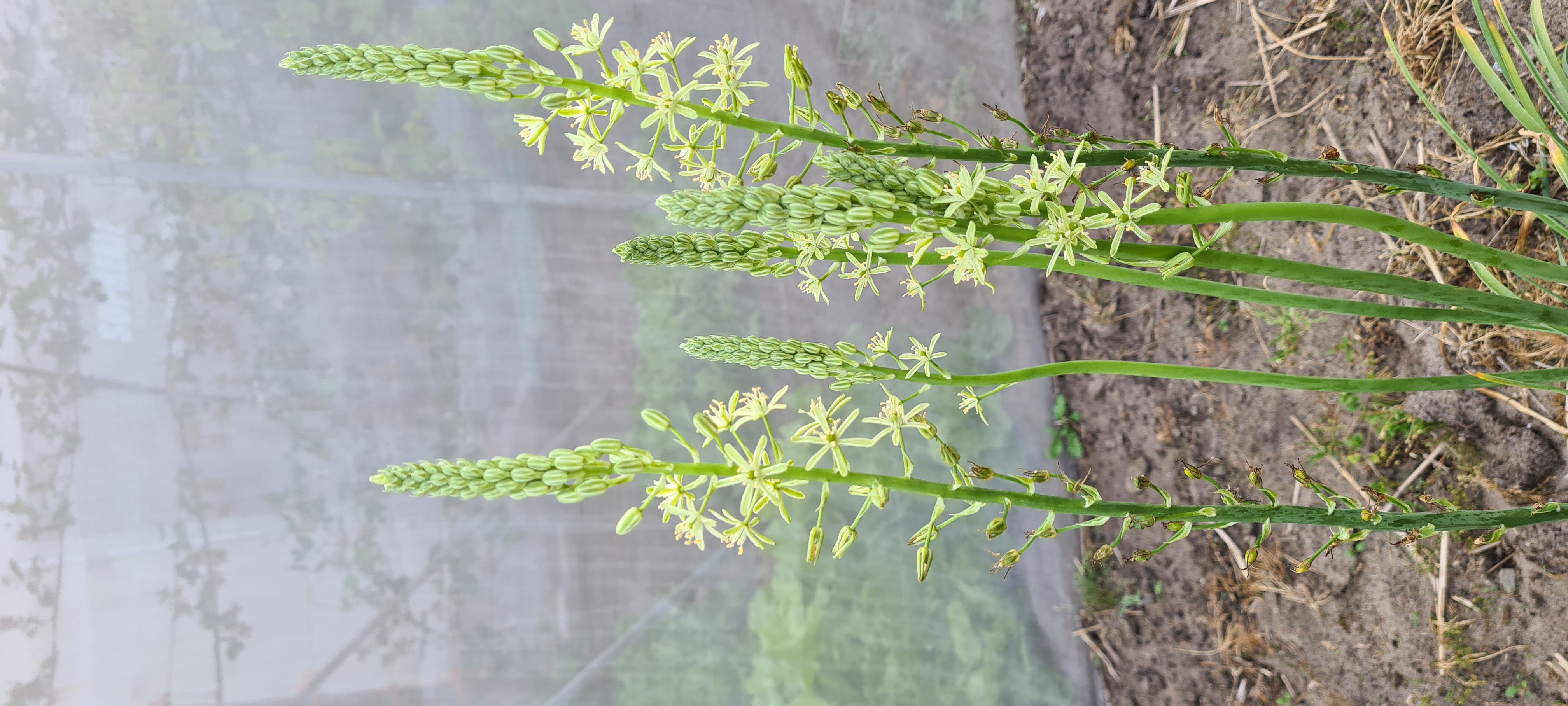 Ornithogalum pyrenaicum