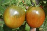 Lycopersicon esculentum var. 'Black Plum'