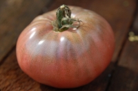 Lycopersicon esculentum var. 'Carbon'