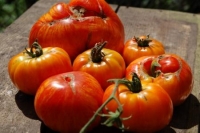 Lycopersicon esculentum var. 'Copia' 