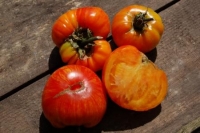 Lycopersicon esculentum var. 'Copia' 