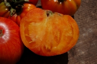 Lycopersicon esculentum var. 'Copia' 