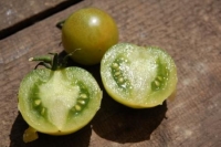 Lycopersicon esculentum var. 'Aunt Ruby's German Green Cherry' 