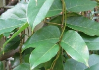 Mucuna sempervirens