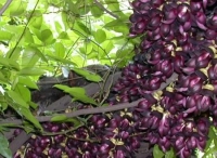 Mucuna sempervirens